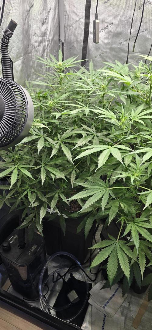Blue Dream Round 2. Week 7 - 02/25/2026