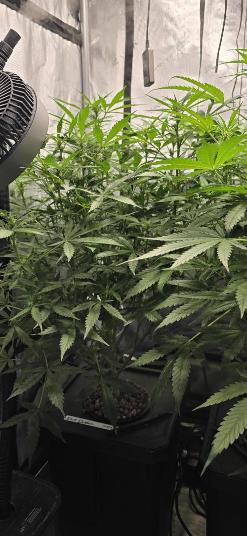 Blue Dream Round 2. Week 7 - 02/25/2026