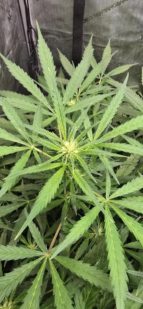 Blue Dream Round 2. Week 7 - 02/25/2026