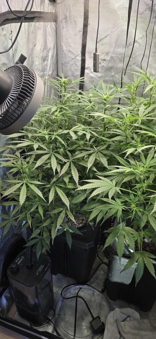 Blue Dream Round 2. Week 7 - 02/27/2026