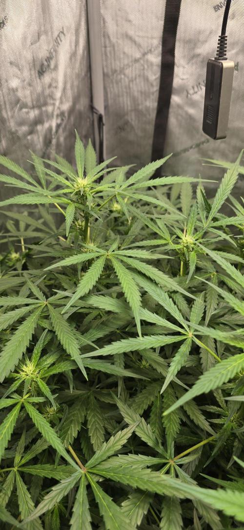 Blue Dream Round 2. Week 7 - 02/27/2026