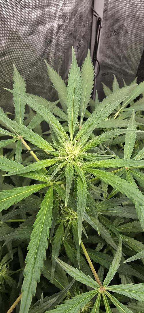Blue Dream Round 2. Week 7 - 02/27/2026