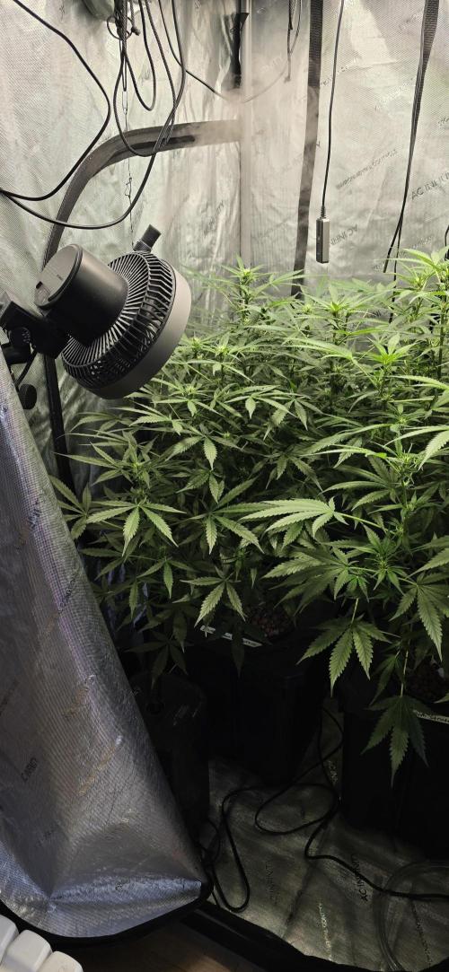 Blue Dream Round 2. Week 8 - 02/28/2026