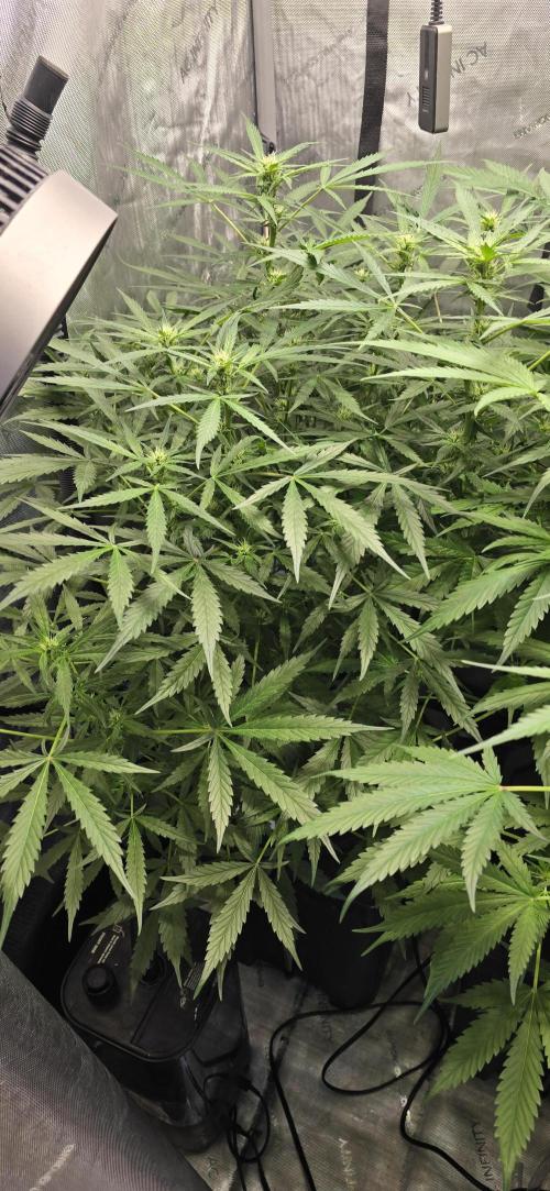 Blue Dream Round 2. Week 8 - 02/28/2026