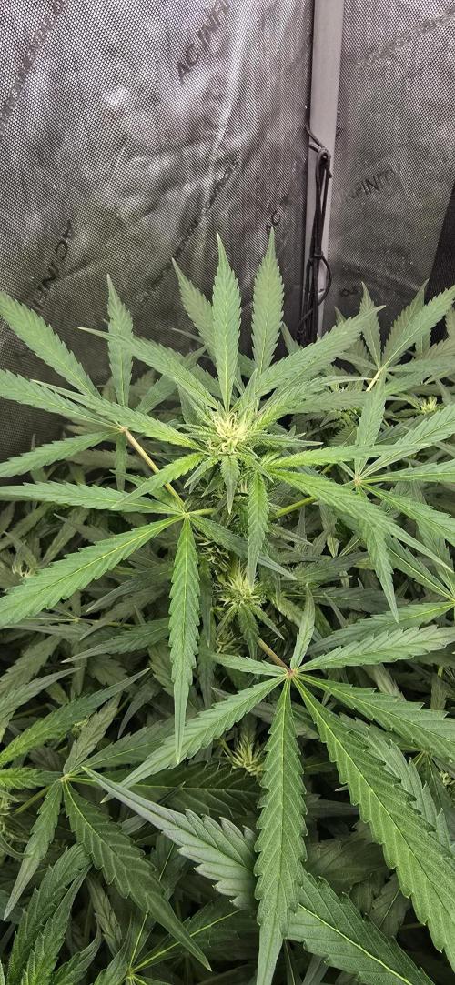 Blue Dream Round 2. Week 8 - 02/28/2026