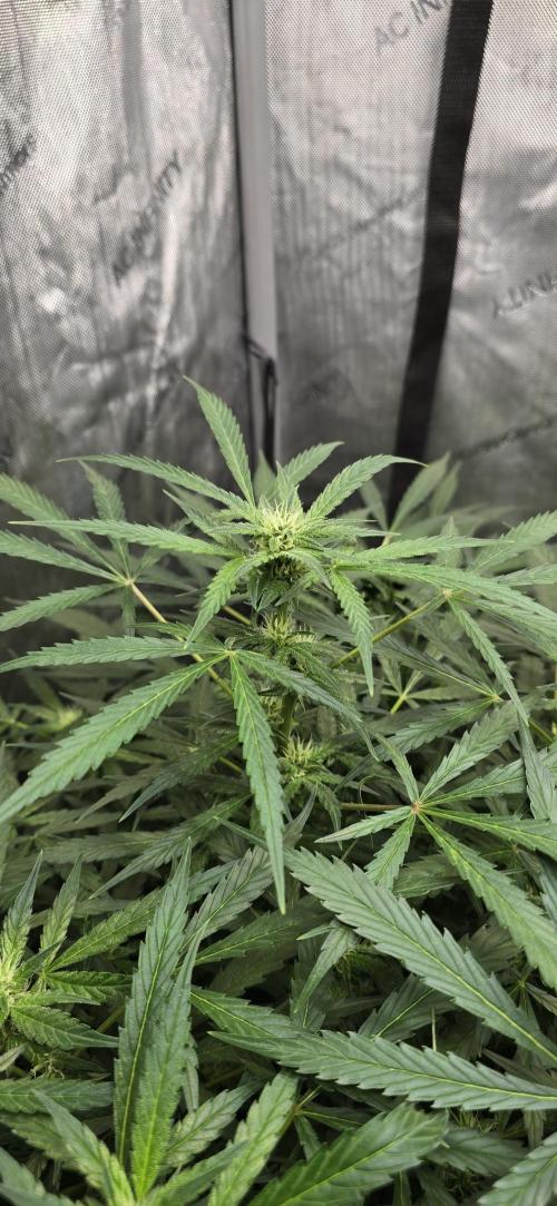 Blue Dream Round 2. Week 8 - 03/02/2026