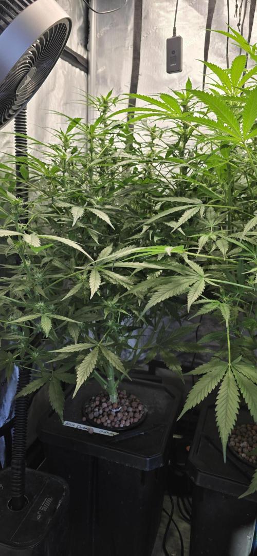 Blue Dream Round 2. Week 8 - 03/02/2026