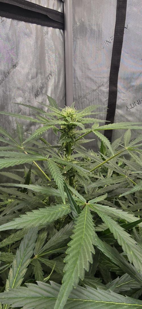 Blue Dream Round 2. Week 8 - 03/04/2026