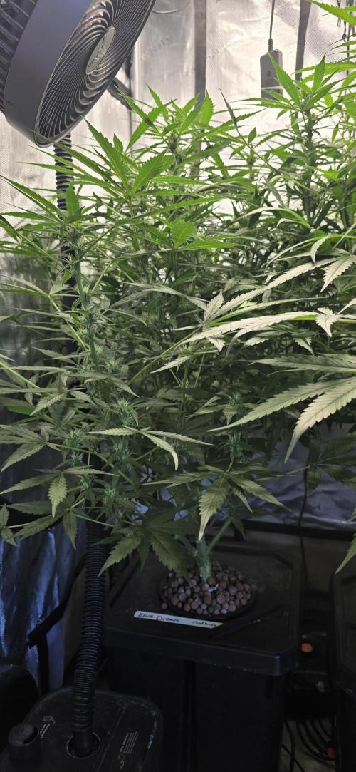 Blue Dream Round 2. Week 8 - 03/04/2026