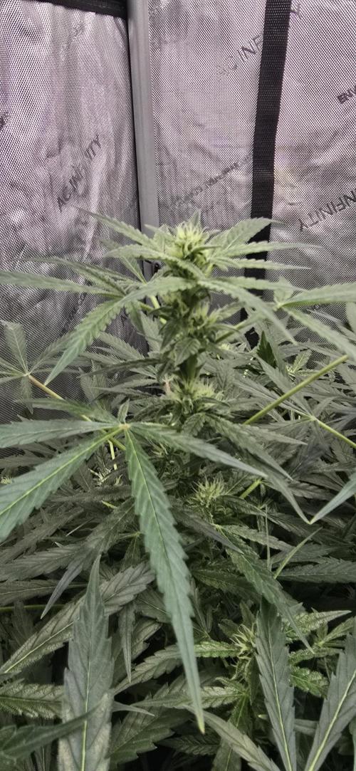Blue Dream Round 2. Week 8 - 03/06/2026