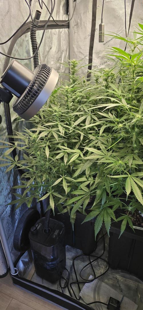 Blue Dream Round 2. Week 9 - 03/07/2026