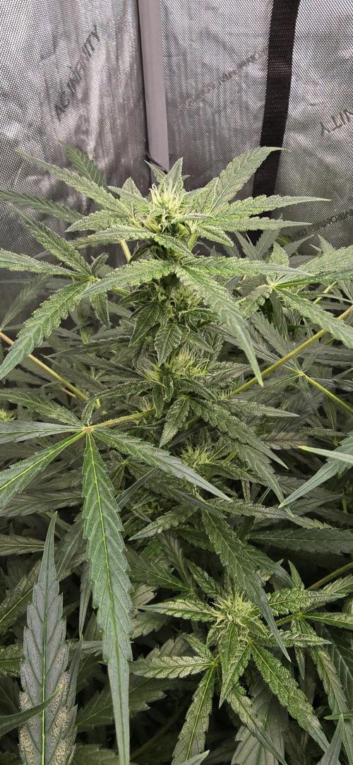 Blue Dream Round 2. Week 9 - 03/07/2026