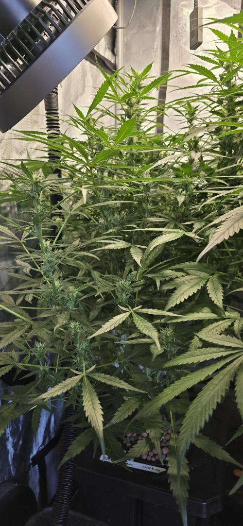 Blue Dream Round 2. Week 9 - 03/07/2026