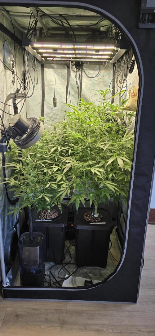 Blue Dream Round 2. Week 9 - 03/07/2026