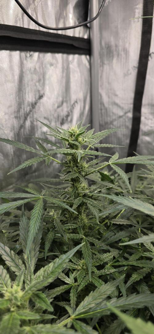 Blue Dream Round 2. Week 9 - 03/10/2026
