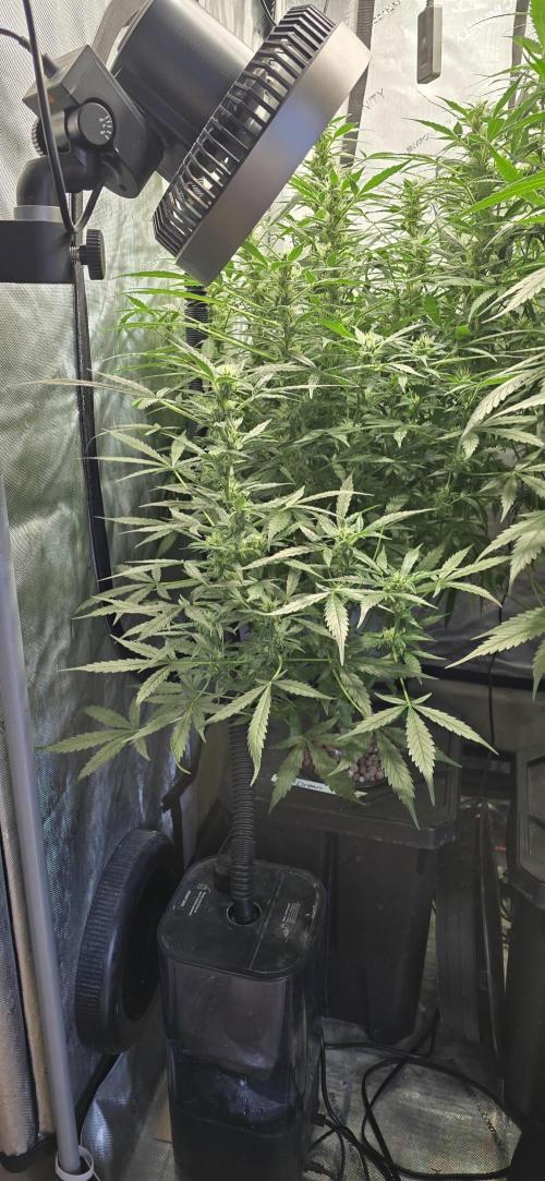 Blue Dream Round 2. Week 10 - 03/14/2026