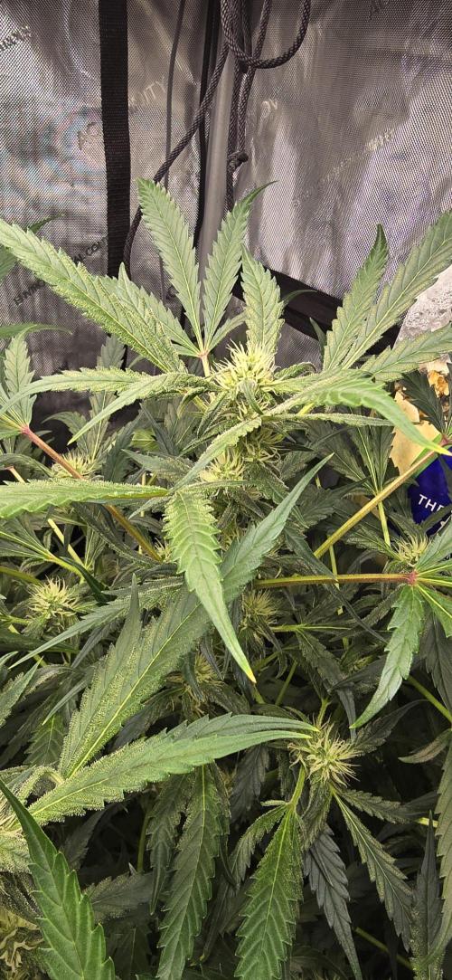 Blue Dream Round 2. Week 10 - 03/14/2026