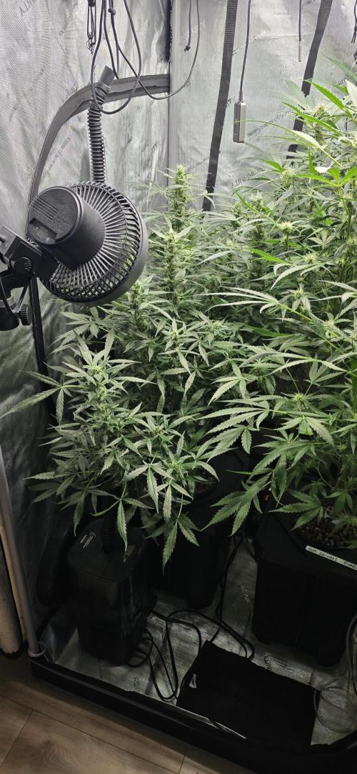 Blue Dream Round 2. Week 10 - 03/16/2026