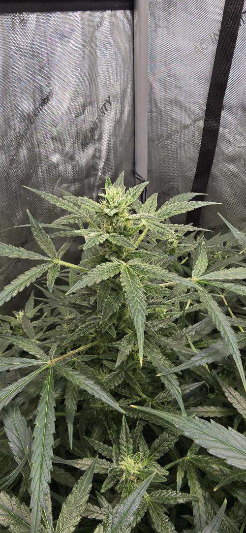 Blue Dream Round 2. Week 10 - 03/16/2026