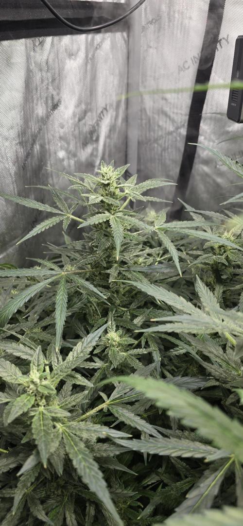 Blue Dream Round 2. Week 10 - 03/18/2026