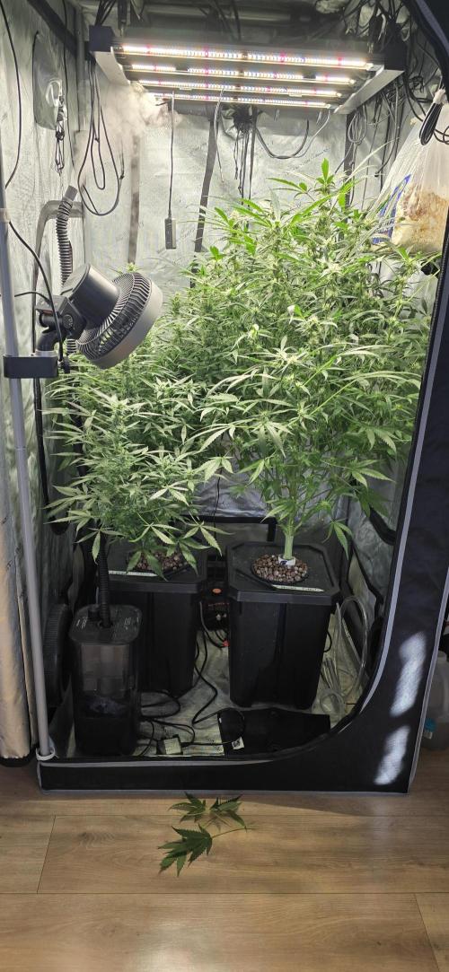 Blue Dream Round 2. Week 10 - 03/18/2026