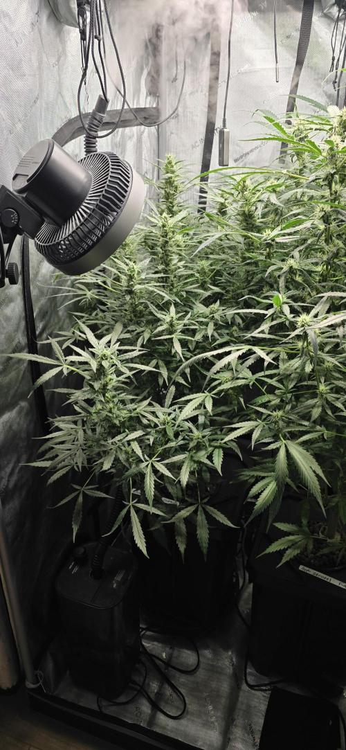 Blue Dream Round 2. Week 10 - 03/20/2026