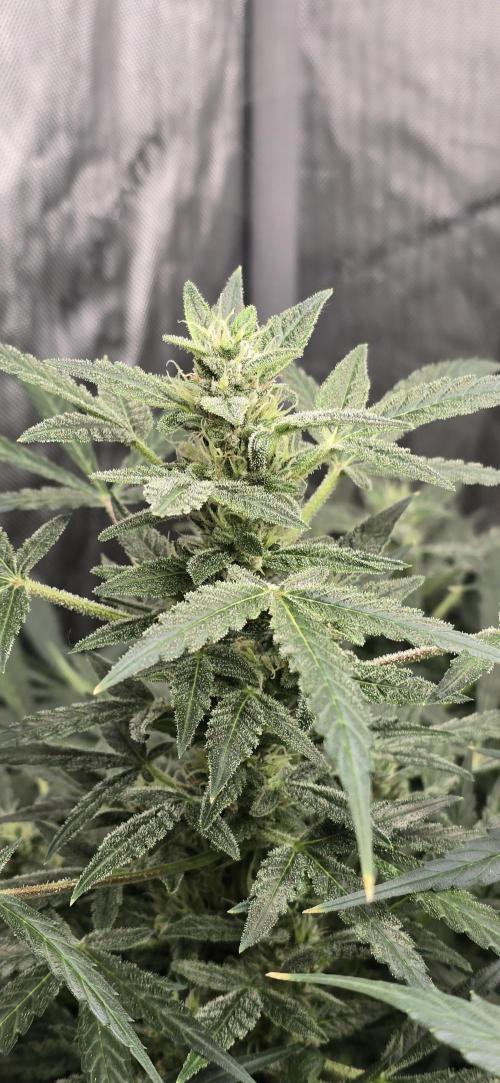 Blue Dream Round 2. Week 10 - 03/20/2026