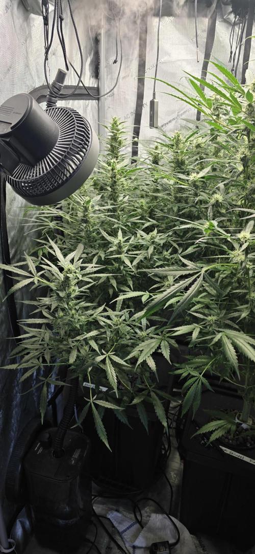 Blue Dream Round 2. Week 11 - 03/21/2026