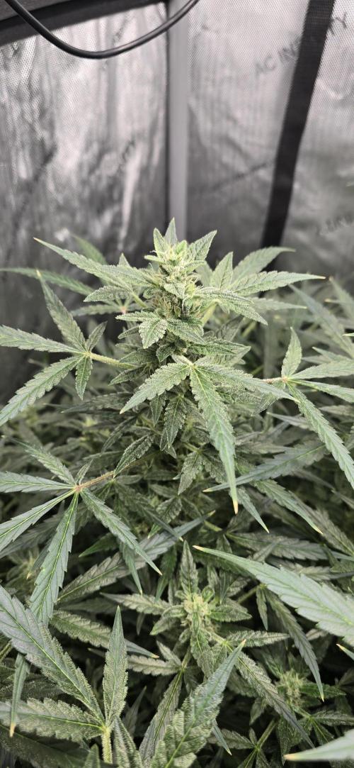 Blue Dream Round 2. Week 11 - 03/21/2026