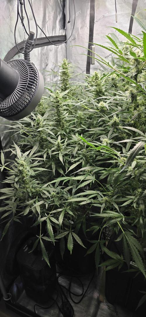 Blue Dream Round 2. Week 11 - 03/23/2026 