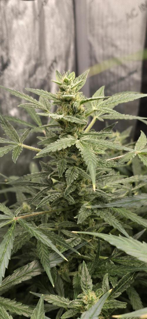 Blue Dream Round 2. Week 11 - 03/23/2026
