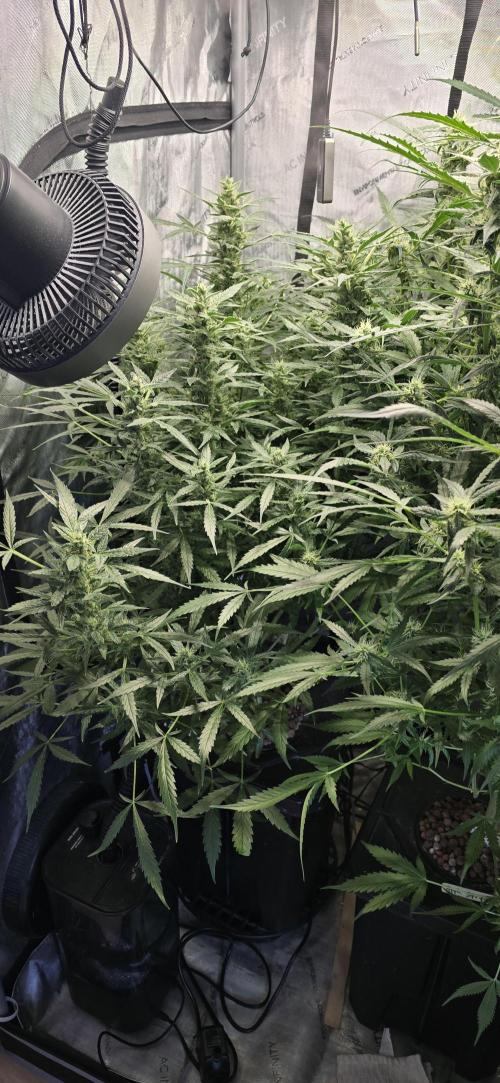 Blue Dream Round 2. Week 11 - 03/25/2026