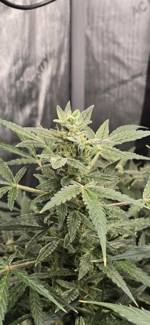 Blue Dream Round 2. Week 11 - 03/05/2026