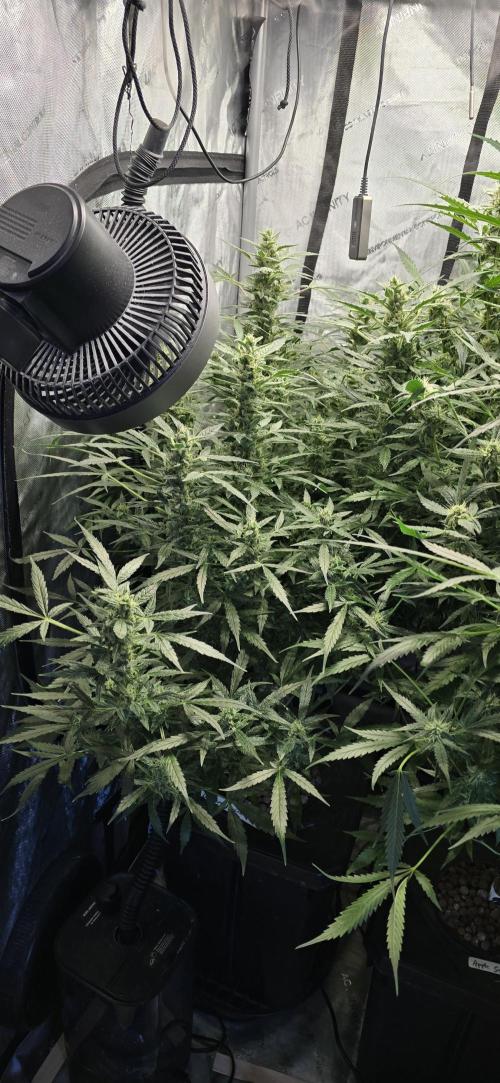 Blue Dream Round 2. Week 11 - 03/27/2026