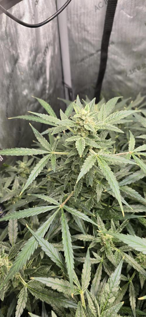 Blue Dream Round 2. Week 11 - 03/27/2026