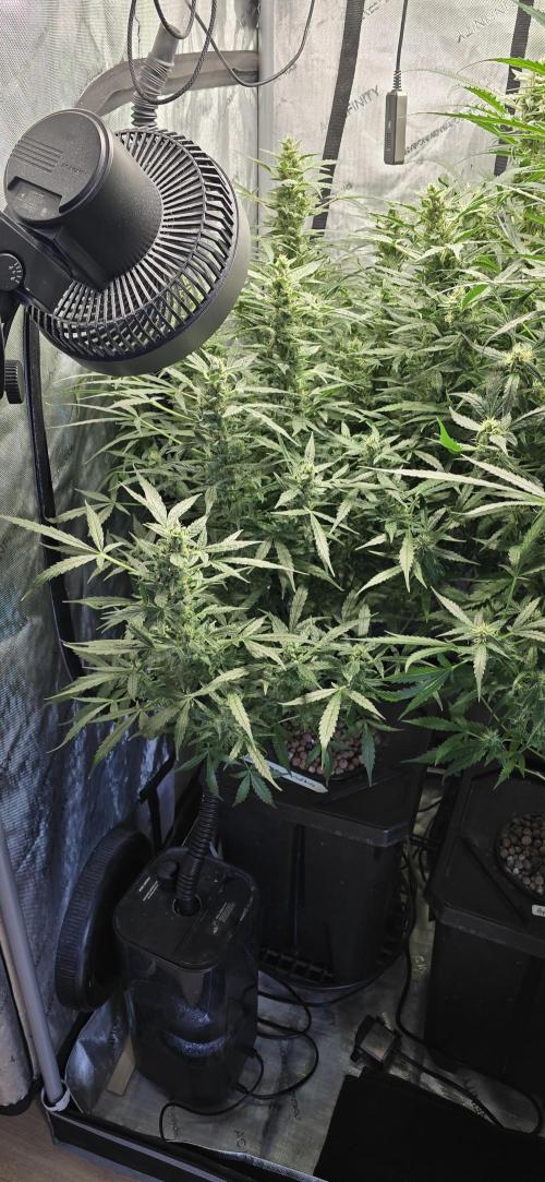 Blue Dream Round 2. Week 12 - 03/28/2026