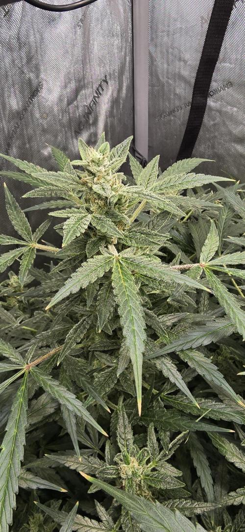 Blue Dream Round 2. Week 12 - 03/28/2026