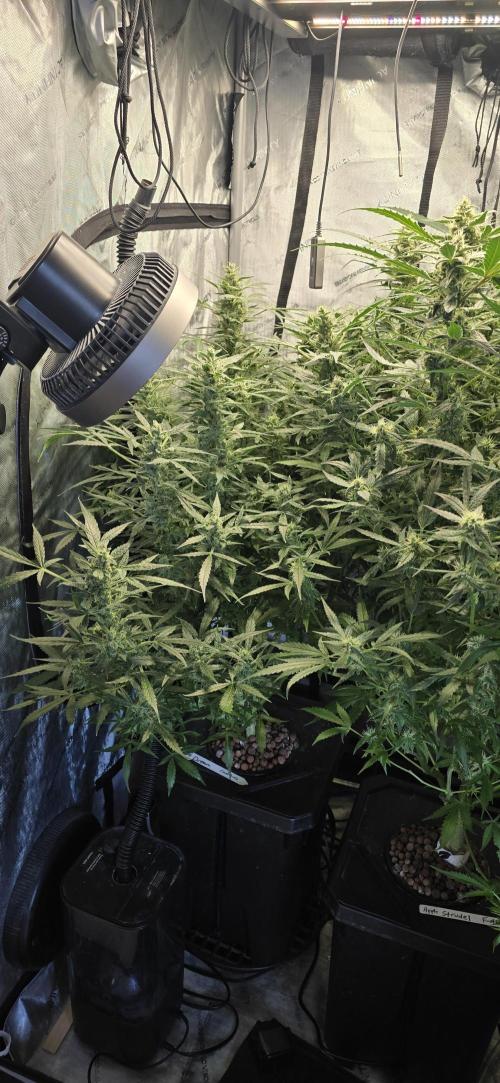 Blue Dream Round 2. Week 12 - 03/30/2026