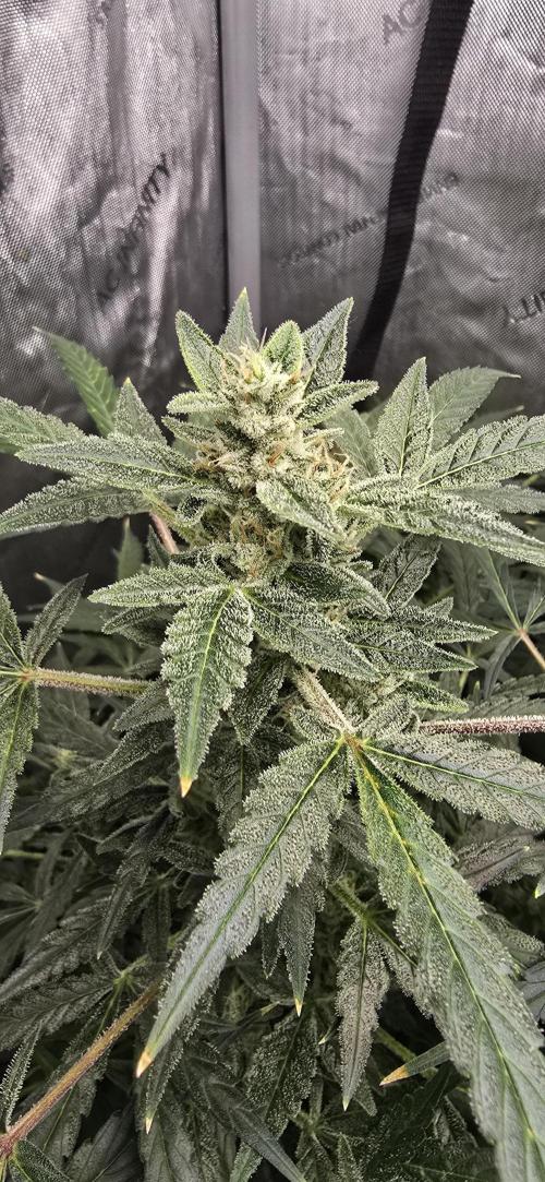 Blue Dream Round 2. Week 12 - 03/30/2026