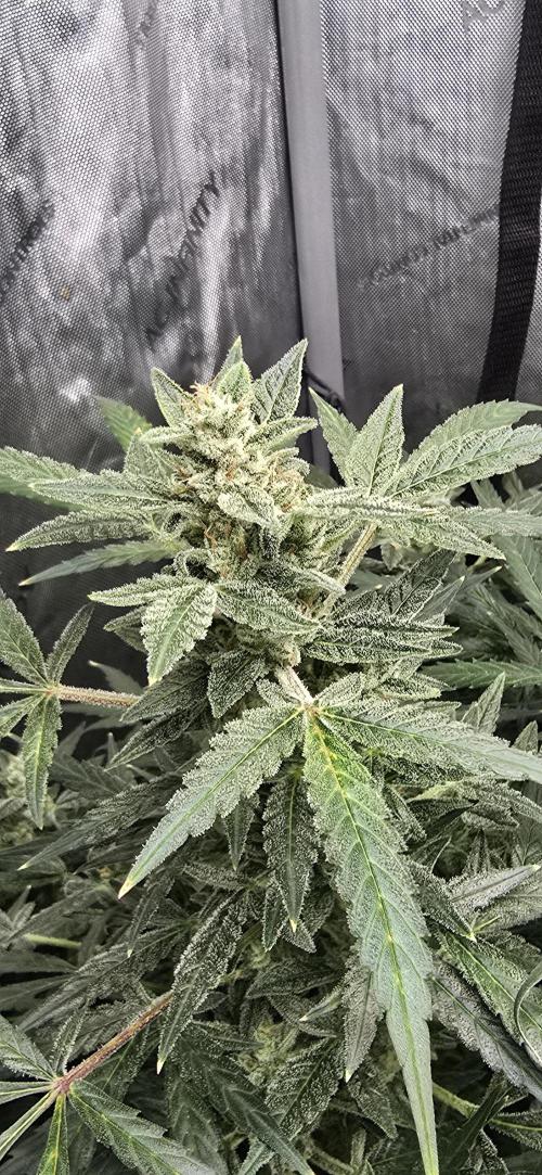 Blue Dream Round 2. Week 13 - 04/04/2026