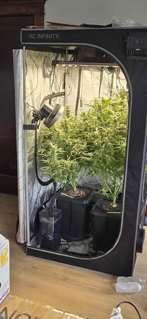 Blue Dream Round 2. Week 13 - 04/04/2026 