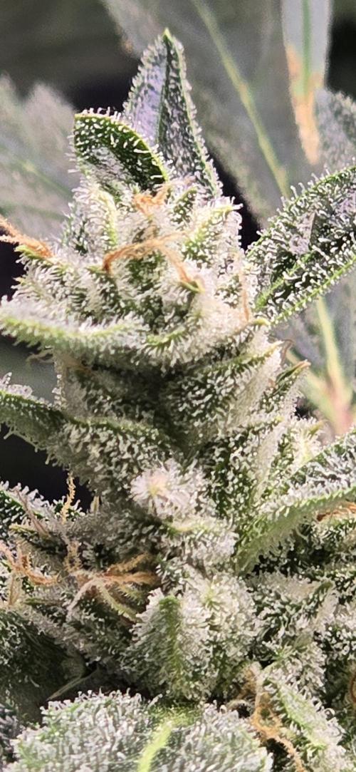 Blue Dream Round 2. Week 13 - 04/04/2026 