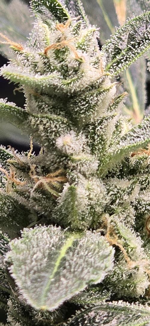 Blue Dream Round 2. Week 13 - 04/04/2026