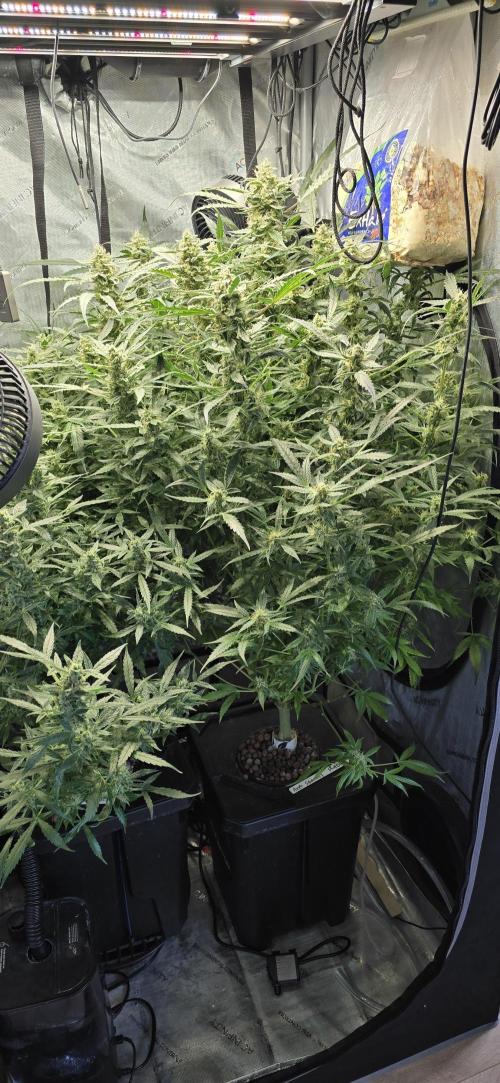 Blue Dream Round 2. Week 13 - 04/06/2026