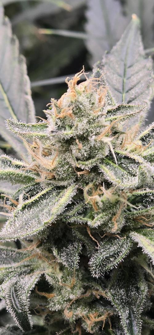 Blue Dream Round 2. Week 13 - 04/06/2026