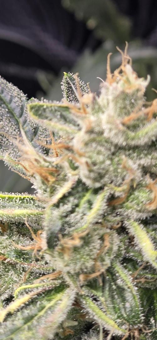 Blue Dream Round 2. Week 13 - 04/06/2026