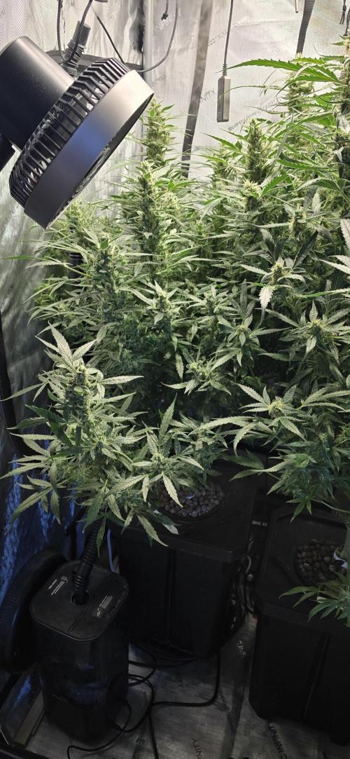 Blue Dream Round 2. Week 13 - 04/08/2026