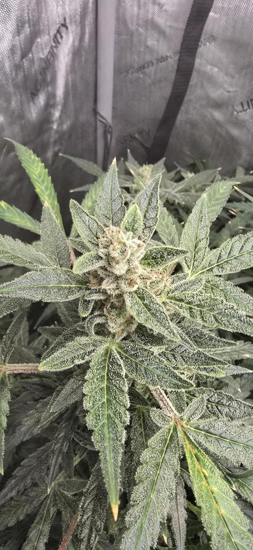 Blue Dream Round 2. Week 13 - 04/08/2026