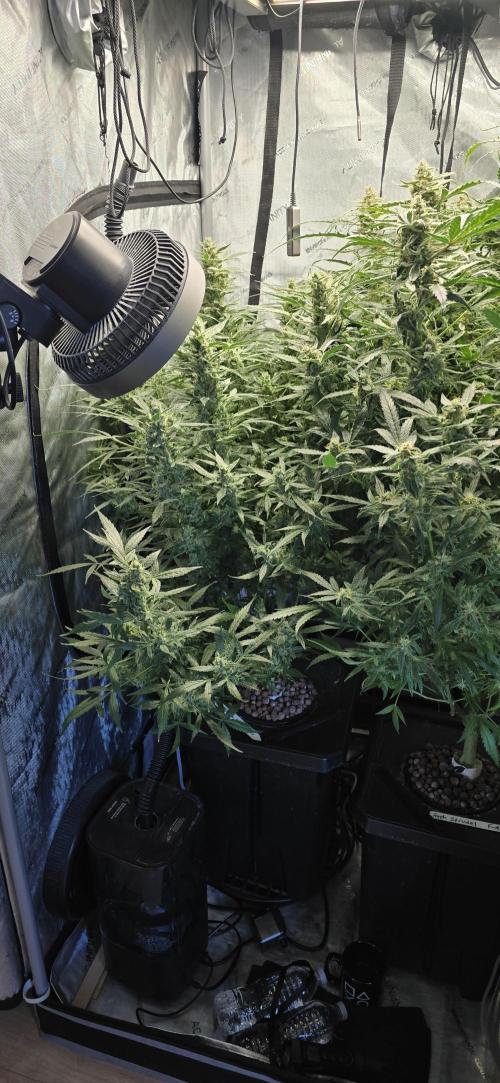 Blue Dream Round 2. Week 14 - 04/11/2026