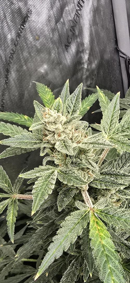 Blue Dream Round 2. Week 14 - 04/11/2026 